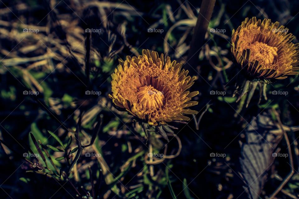 dandelions opening to the sunlight