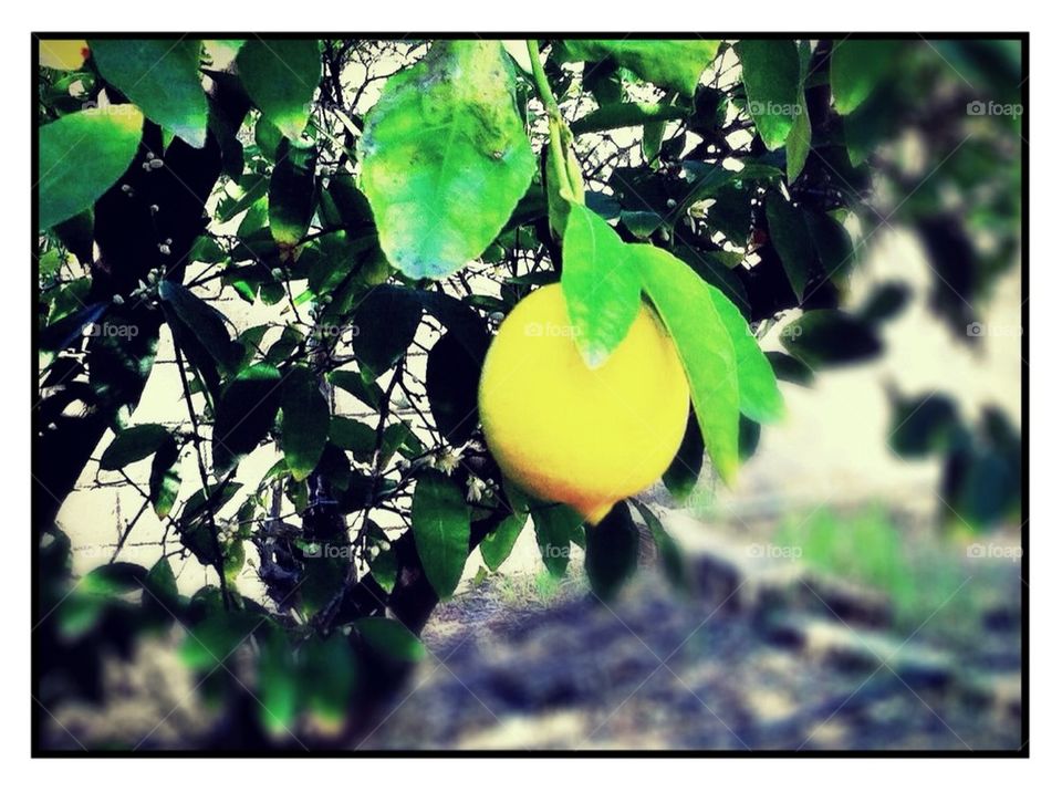 Lemon