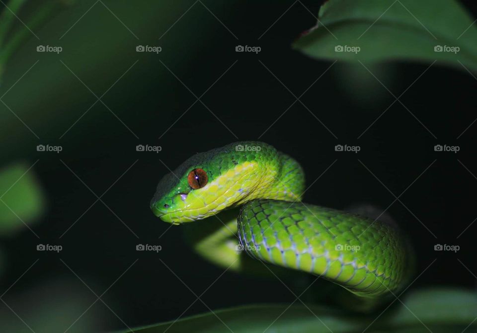 Shinny. Result framed number of the species. A lesser sunda pit viper, green viper camufladged with the green leaf .