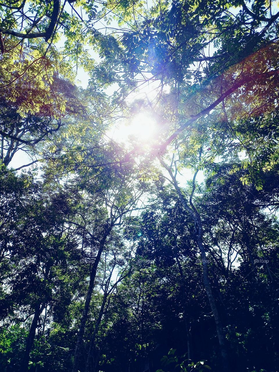 Sunbeams through the trees