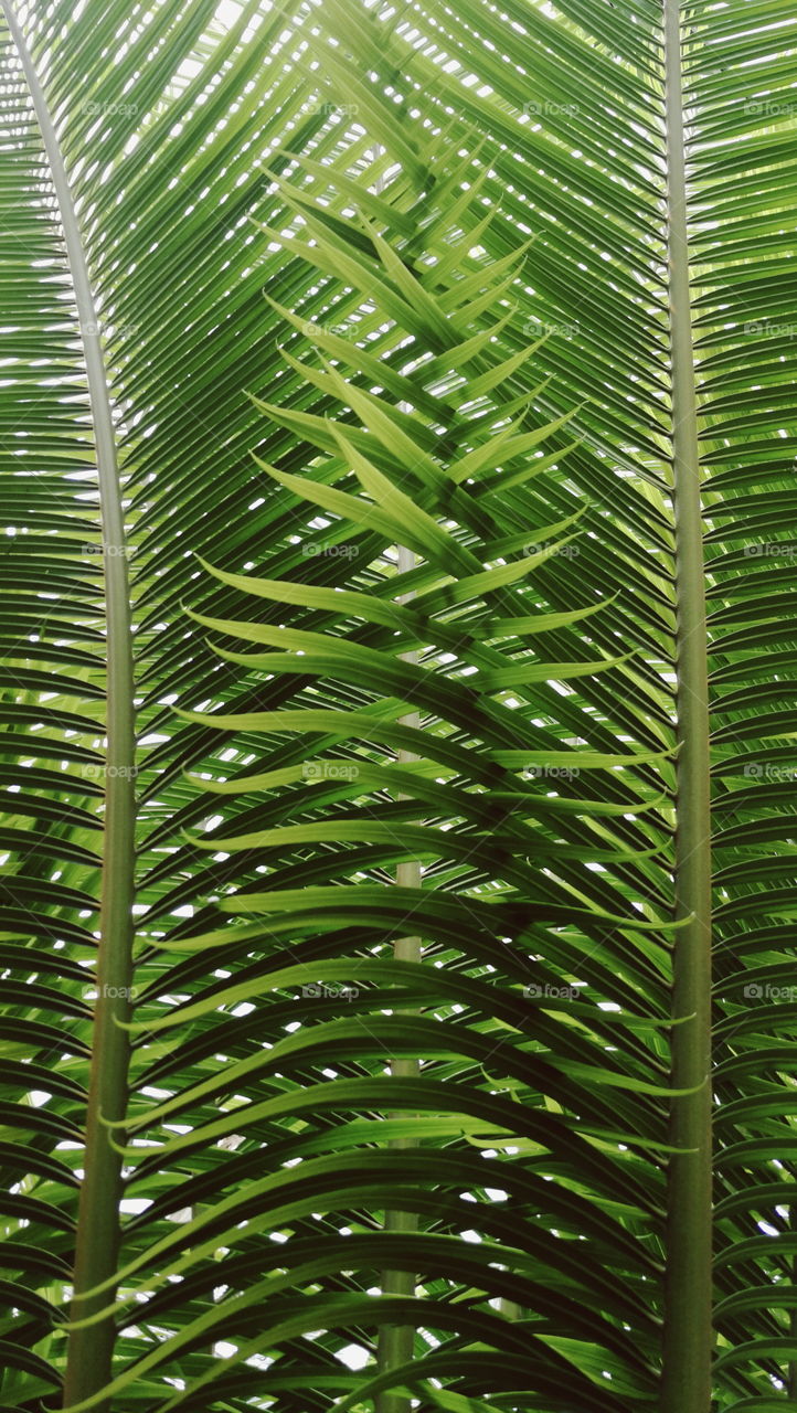 Exotic leaf closeup