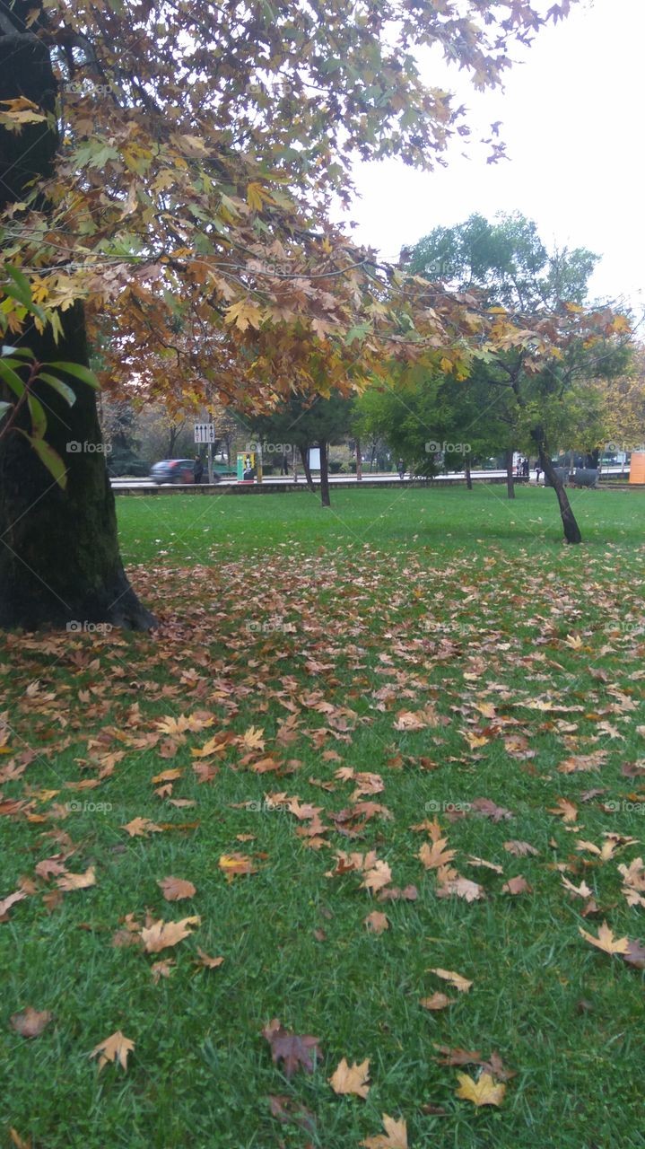 Autumn in Taivan Complex Center of Tirana