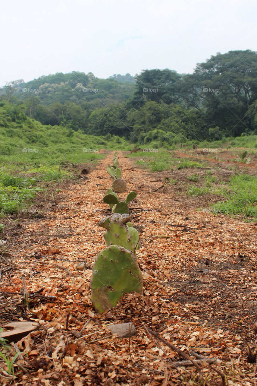 nature forest cactus fields by dordji