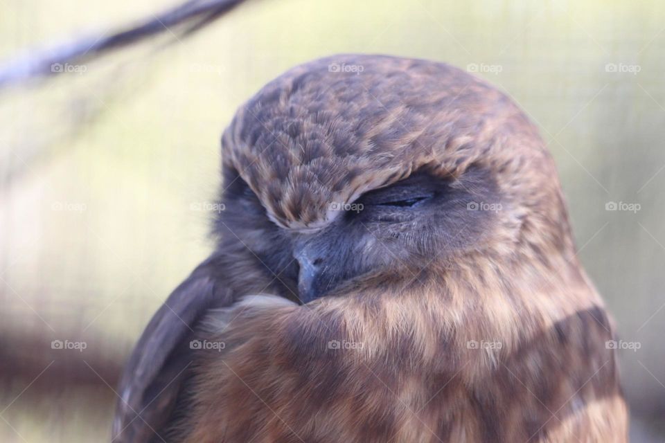 A young boo-book owl, sleeping out in the sunny, bushland daylight of its large aviary enclosure