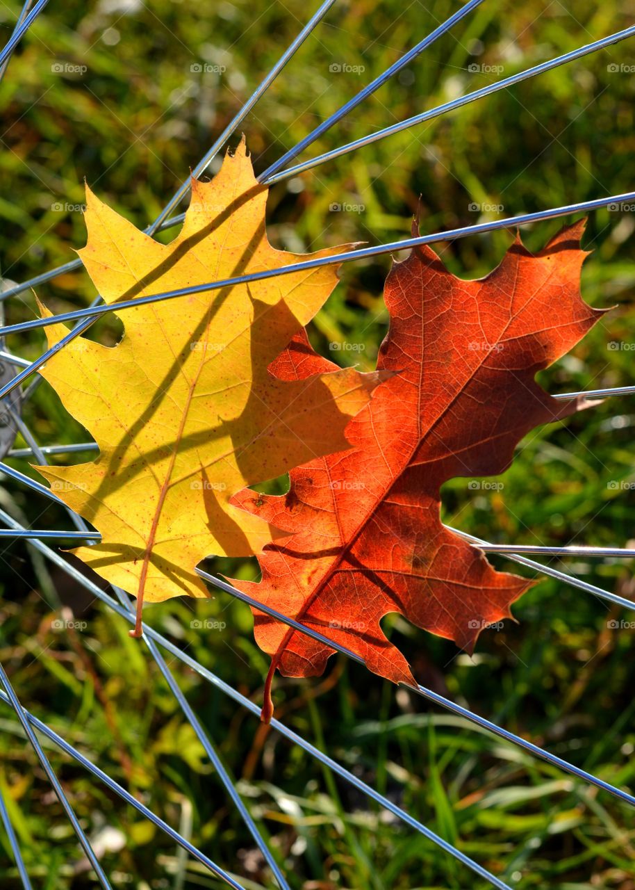 autumn colours leaves on a bike wheel in the solar light