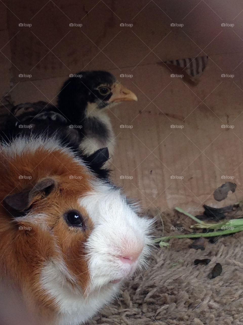 Two animals in cardboard box