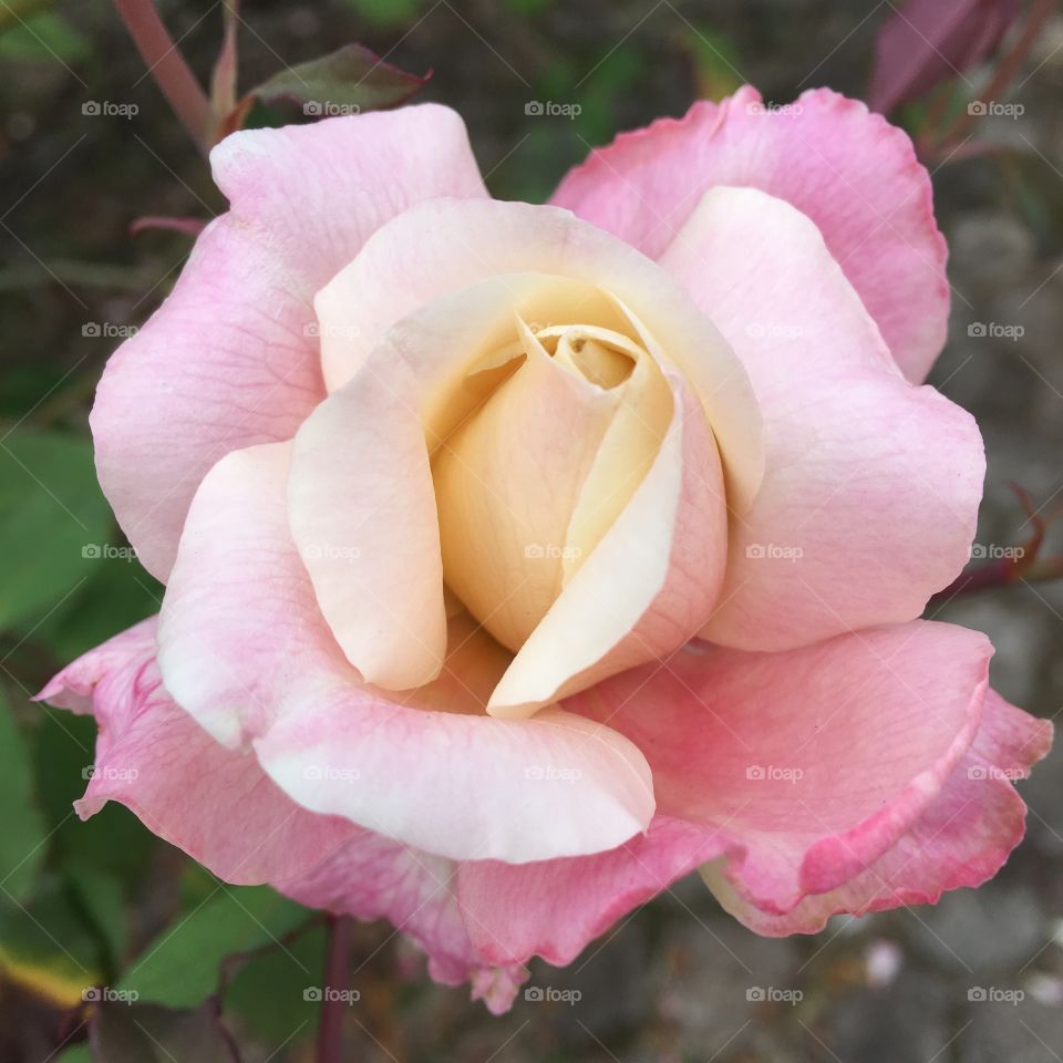 Very beautiful garden flowers, with their perfect and harmonious petals. / Flores muito bonitas do jardim, com suas pétalas perfeitas e harmoniosas. 