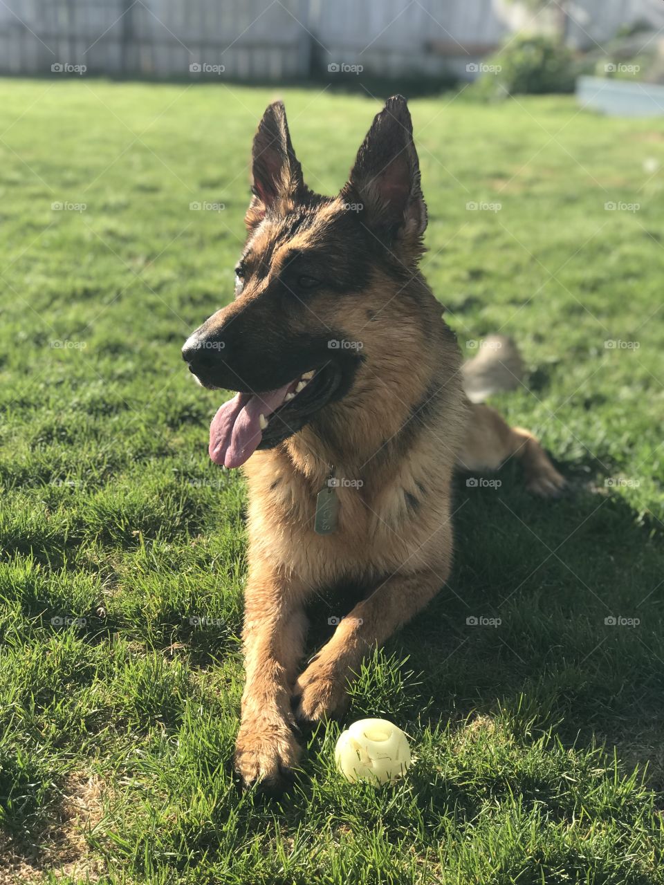 Beautiful GSD lounging with his ball. 
