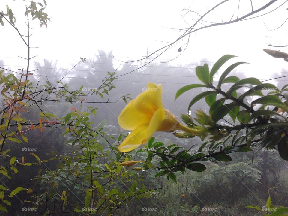 Flower in Fog