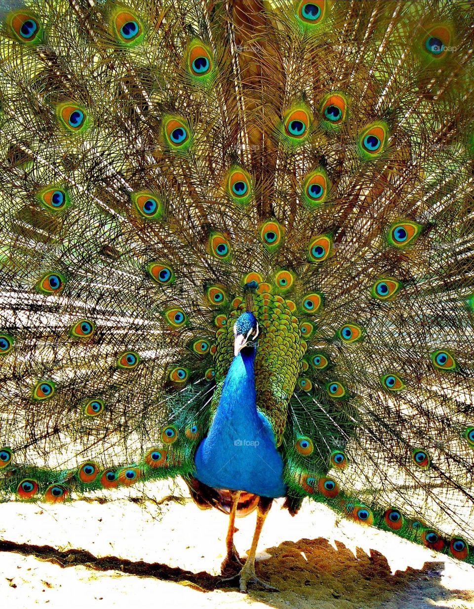 This peacock is colorful