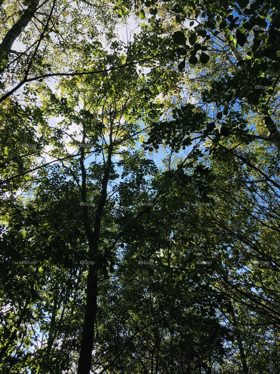 Peering through the trees again, looking at the beautiful sky above. Searching for peace and happiness always. 