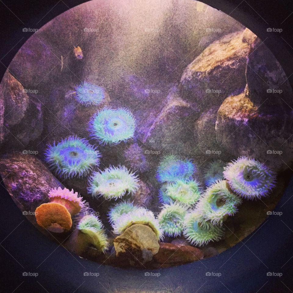 Invertebrate, Art, Color, Abstract, Underwater