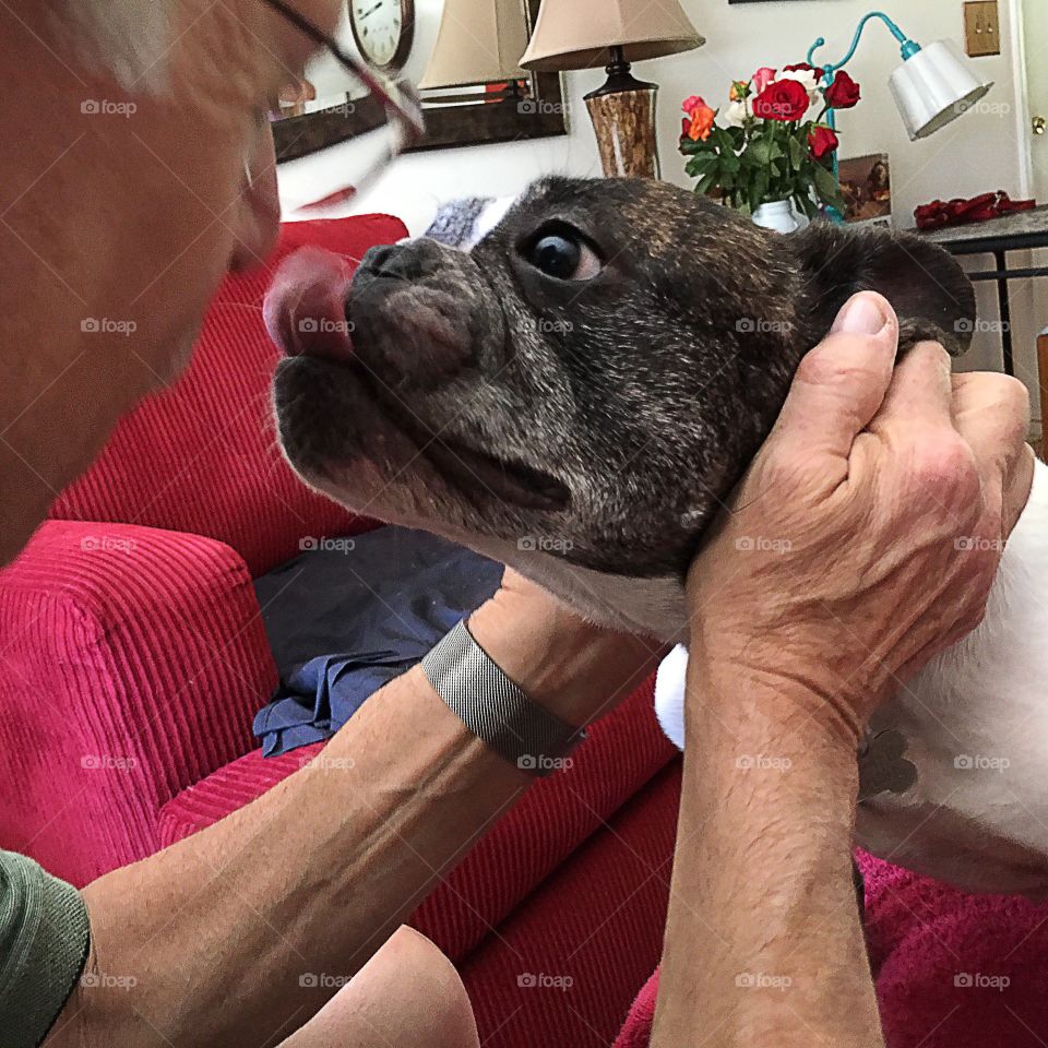 Cute dog planting a kiss on his friend as they sit on a red couch.