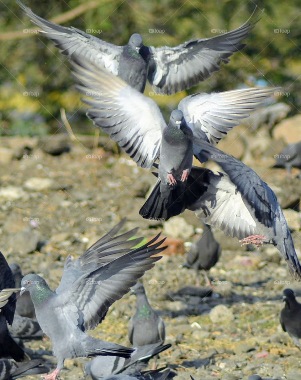 Pigeons preparing to land