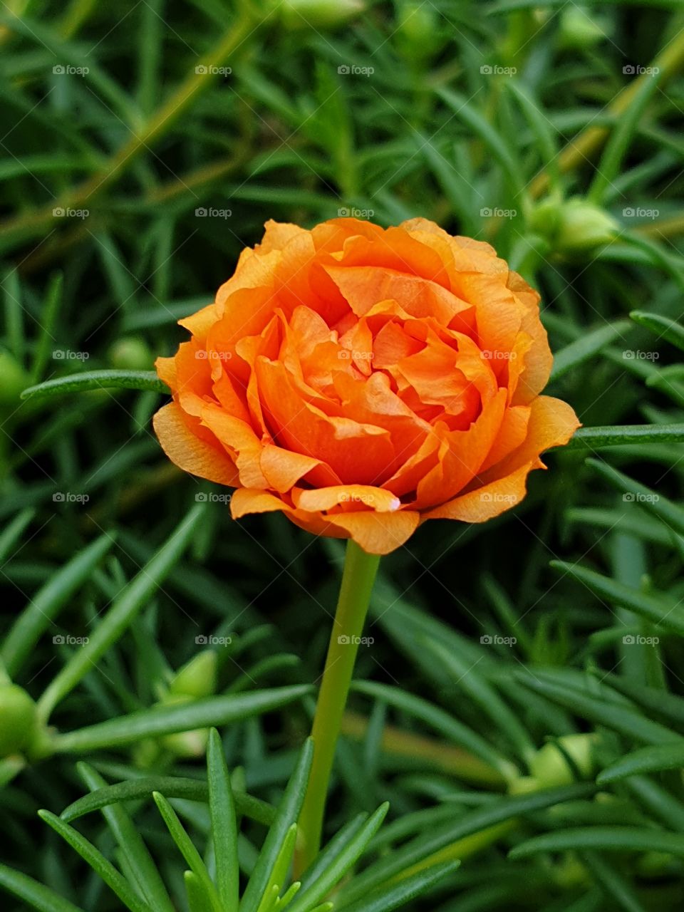 my beautiful Portulaca grandiflora