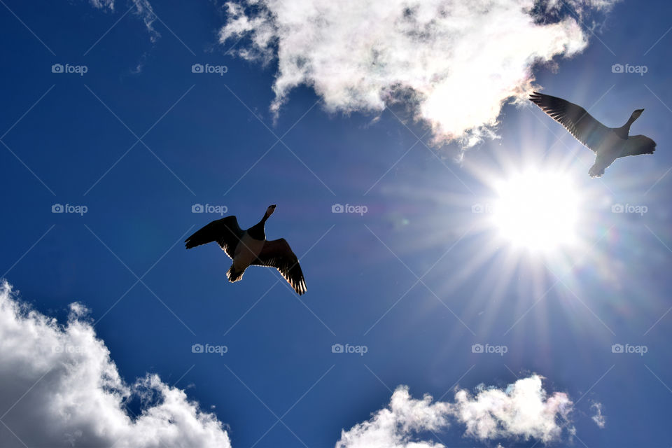 Barnacle geese. Flying birds