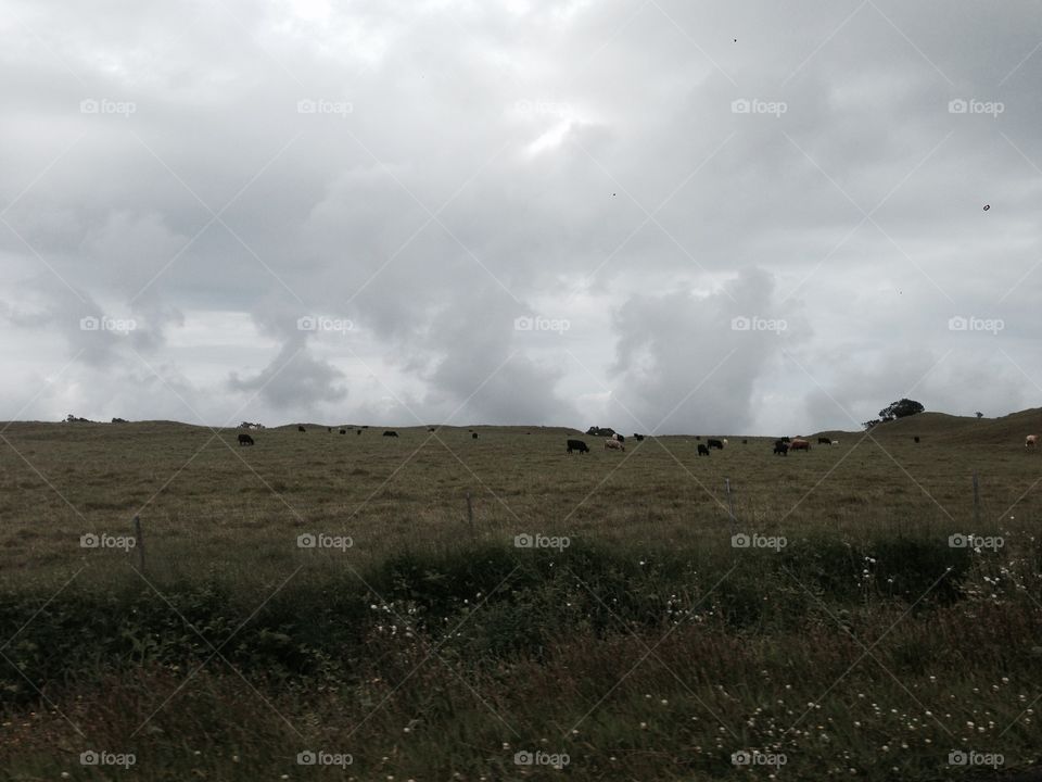 A cloudy day. Cows on a track of land on The Big Island, Hawaii 