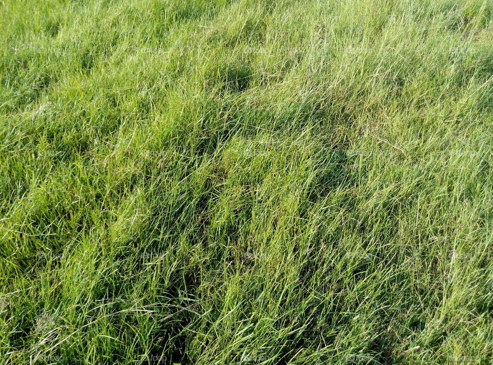 padang rumput
