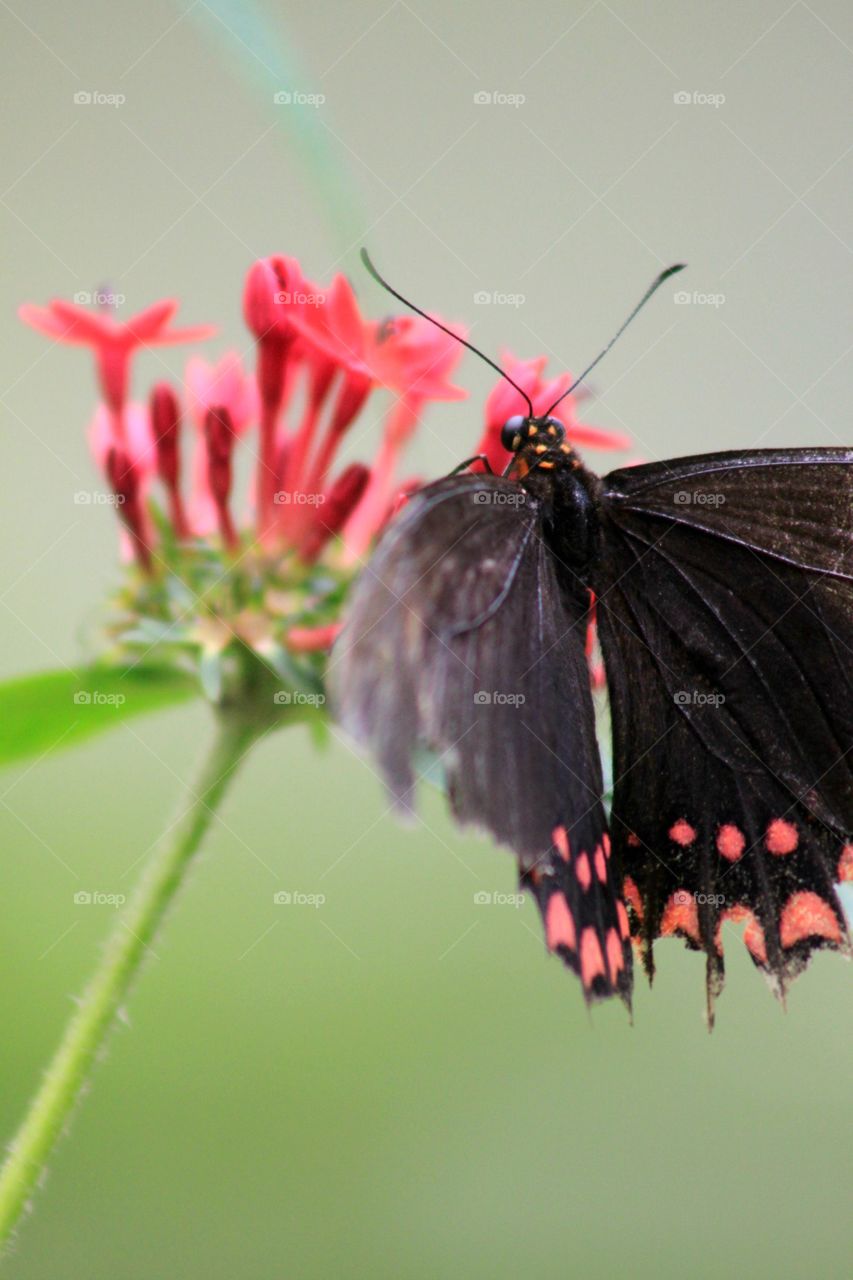 Pink Beauty