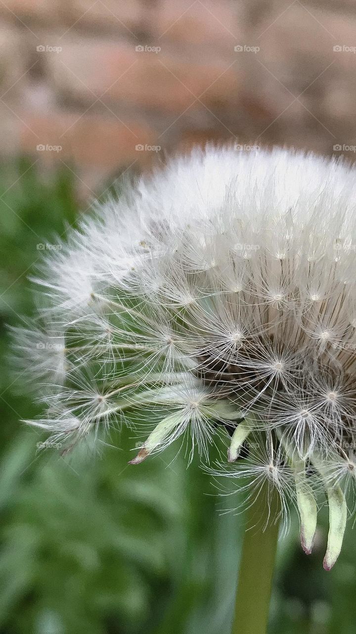 dandelions flowers 
