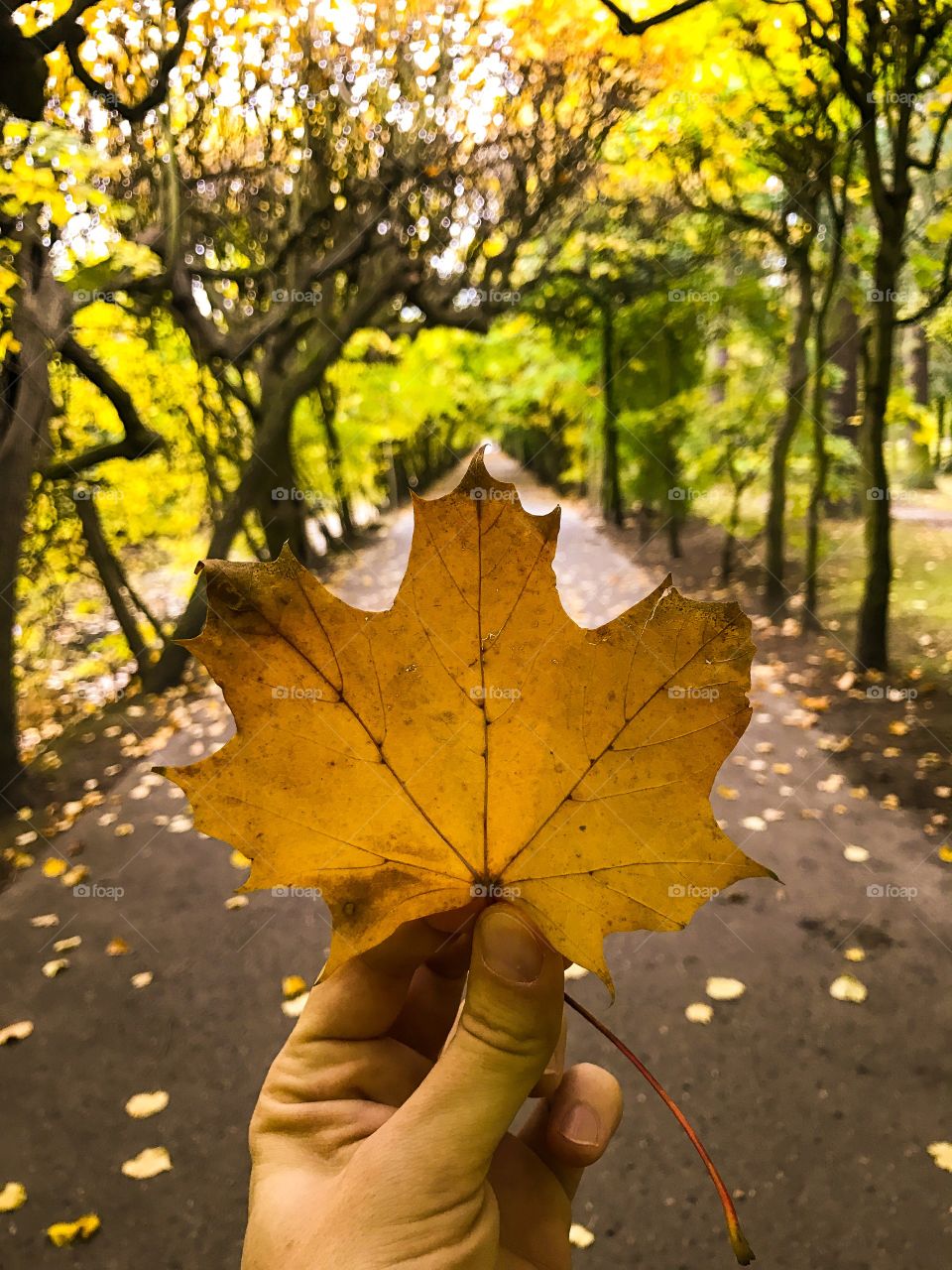 Fall, Leaf, Maple, Nature, Season