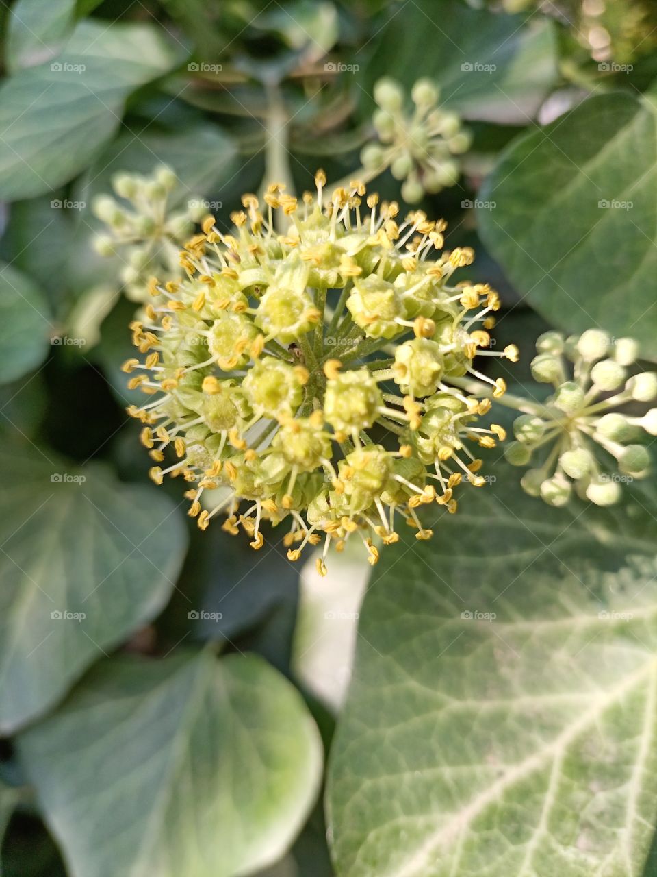 The beauty in nature