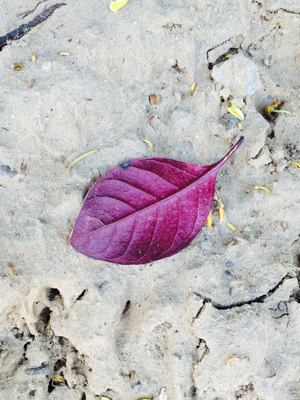 Fall out tree leaf