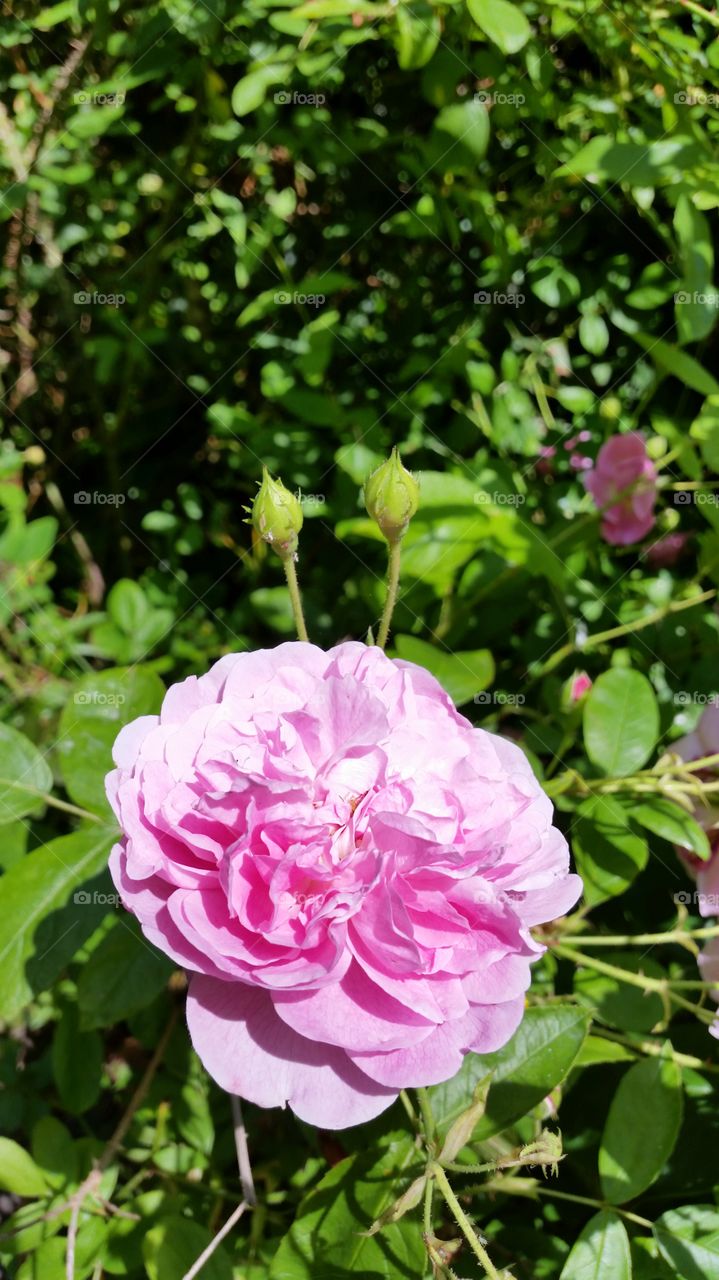 Flower, Flora, Nature, Garden, Leaf