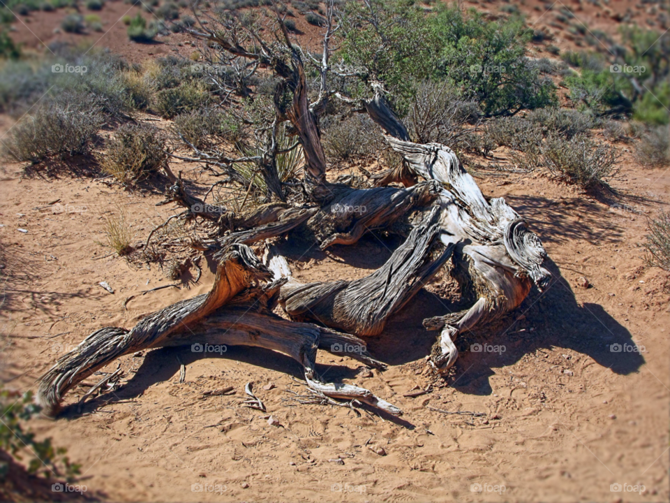 wood old desert dry by landon