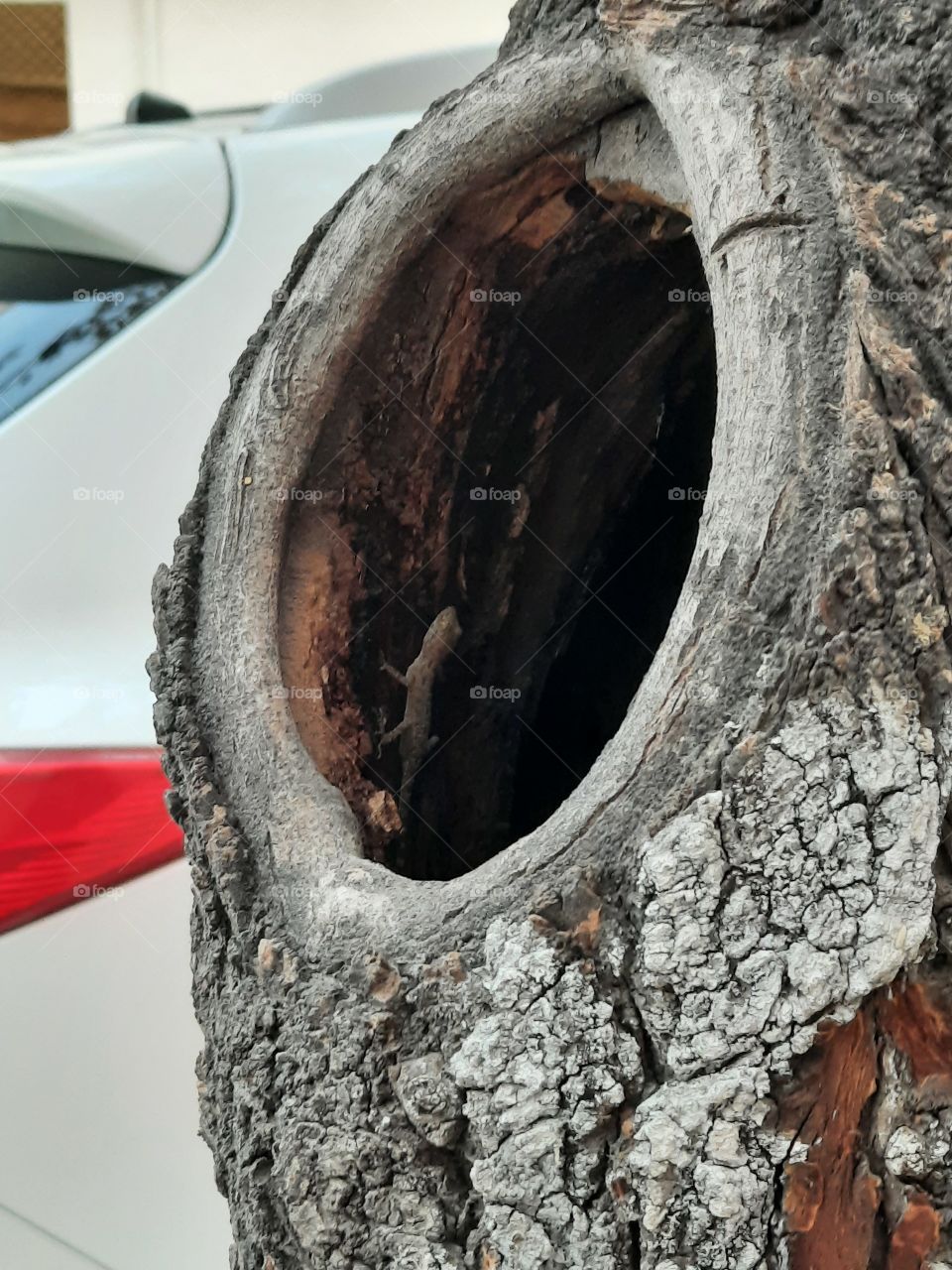lizard in tree nest