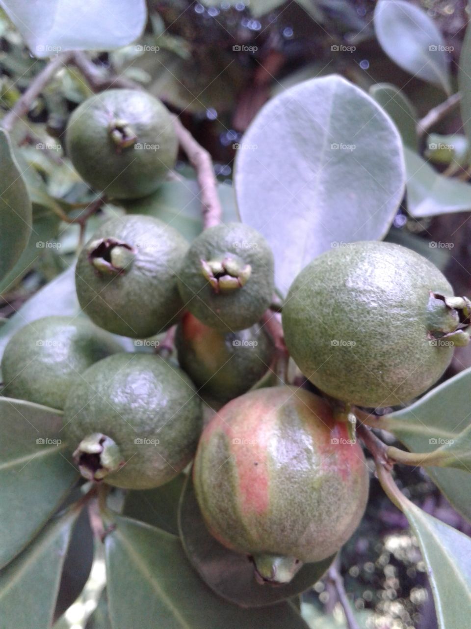 Guavwa species (jam guavwa)