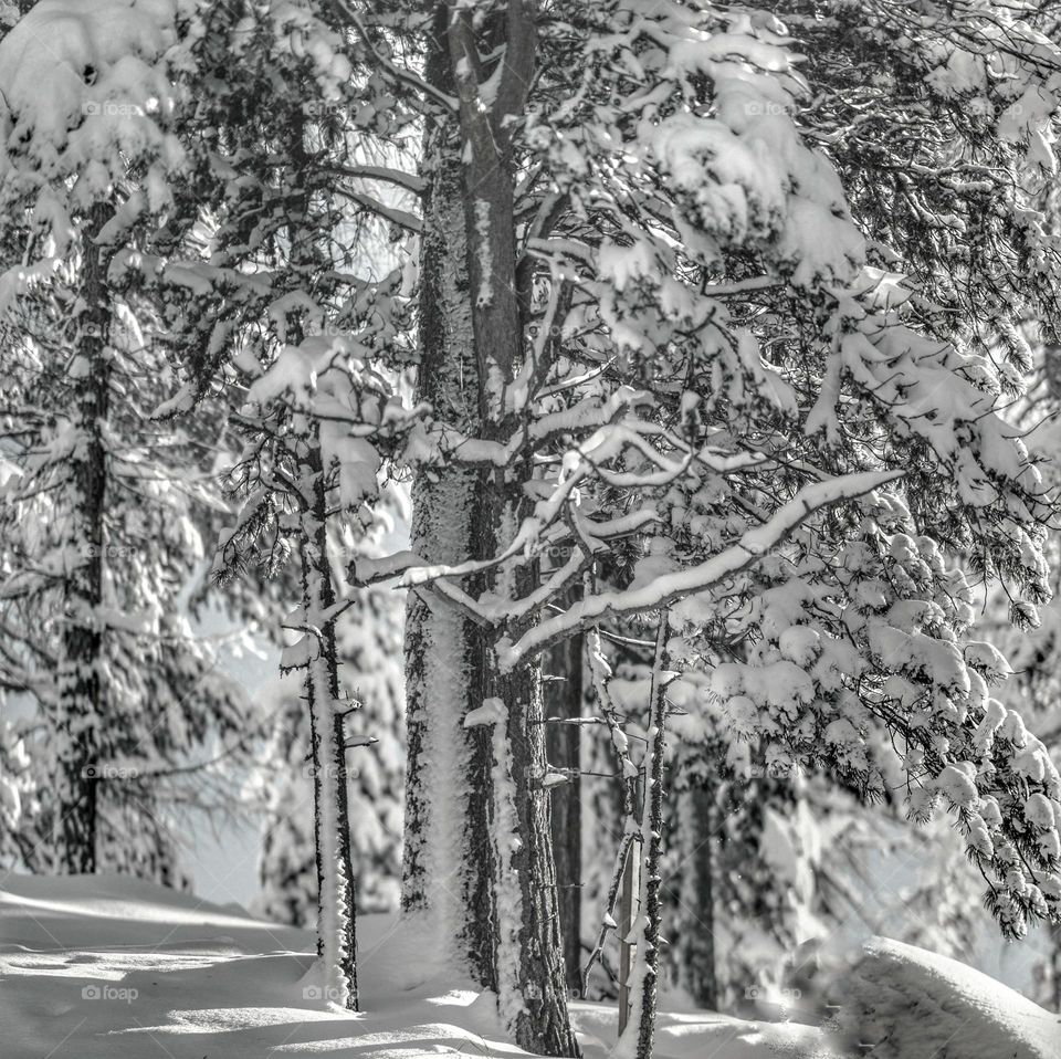 snowed forest