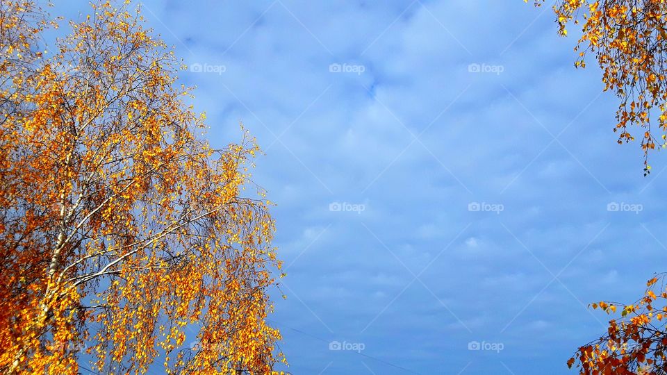 autumn from the window