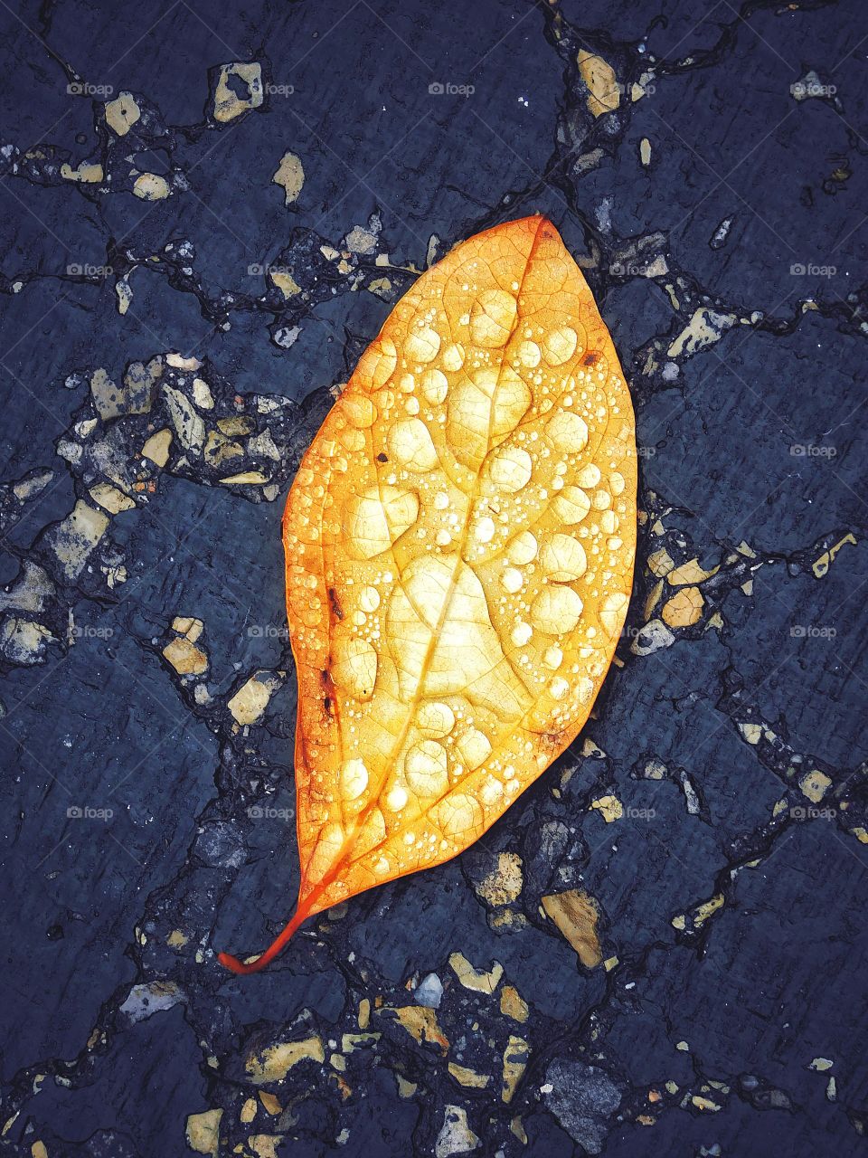 Raindrops on a fallen leaf...