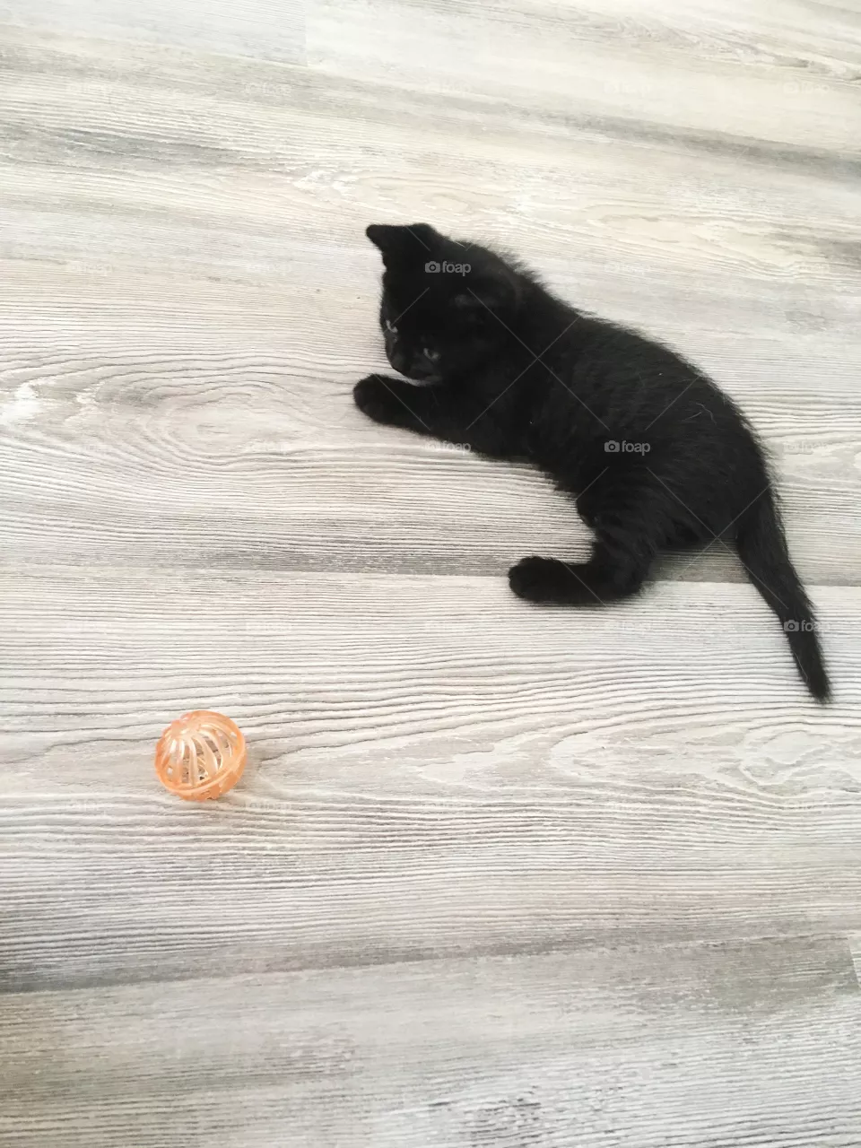 Baby cat 
