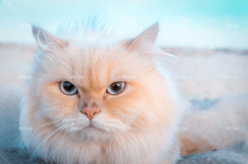 Portrait of a beautiful Persian cat in the beach.