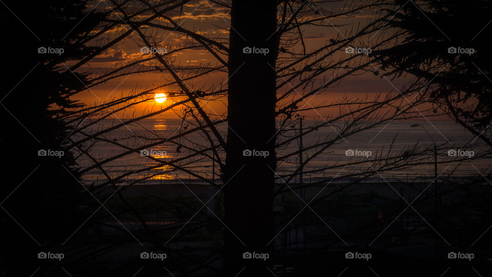 Sunset between trees