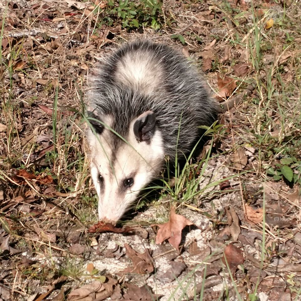opossum
creature