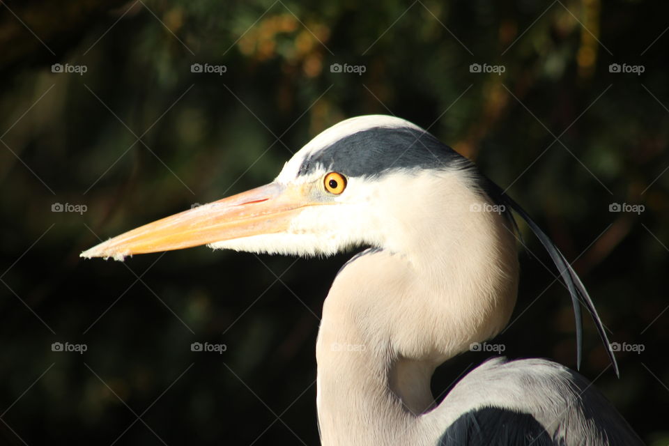 Heron close up