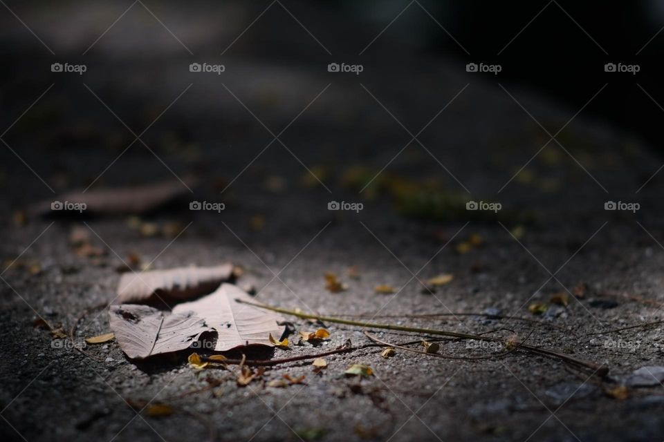 fallen leaves