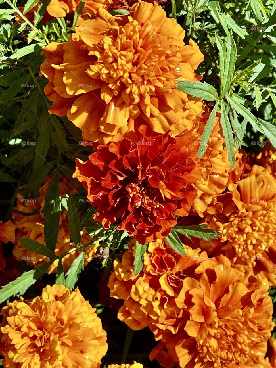 Marigolds (lat. Tagétes) are a genus of annual and perennial plants of the Asteraceae family.