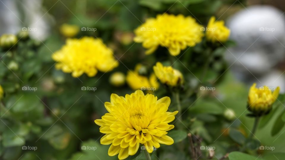 Yellow Flowers