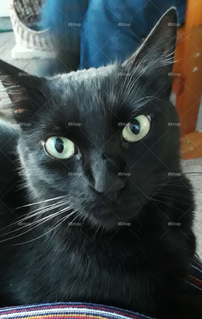 close-up  of black cat head with emerald eyes