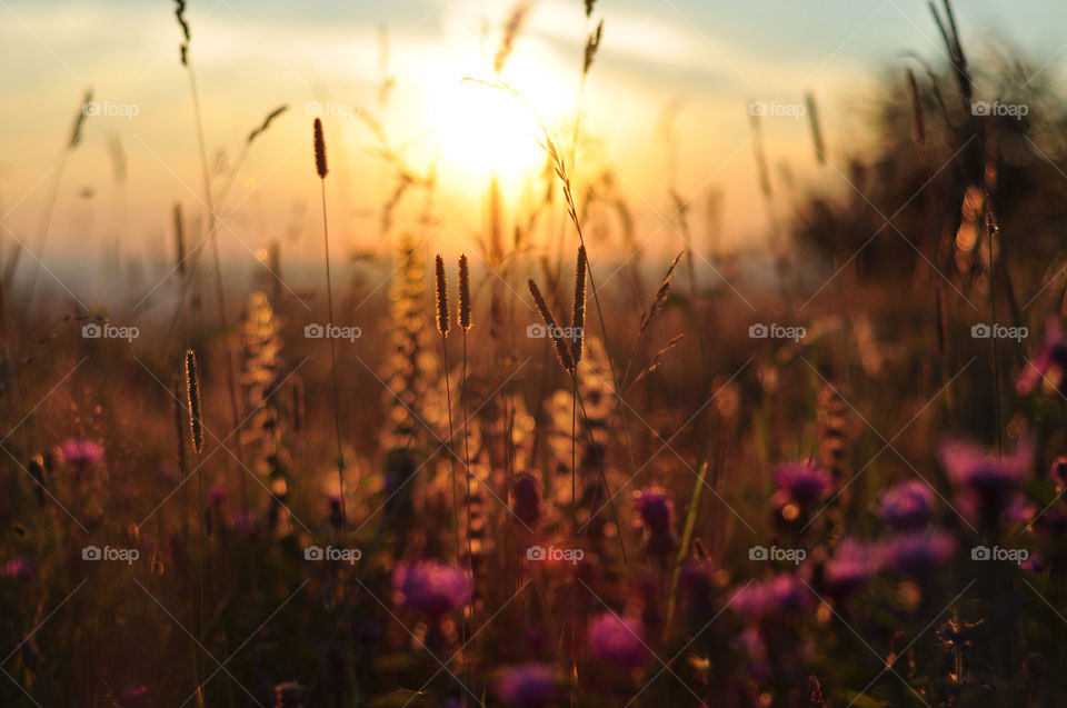 flowers nature summer sunset by berry
