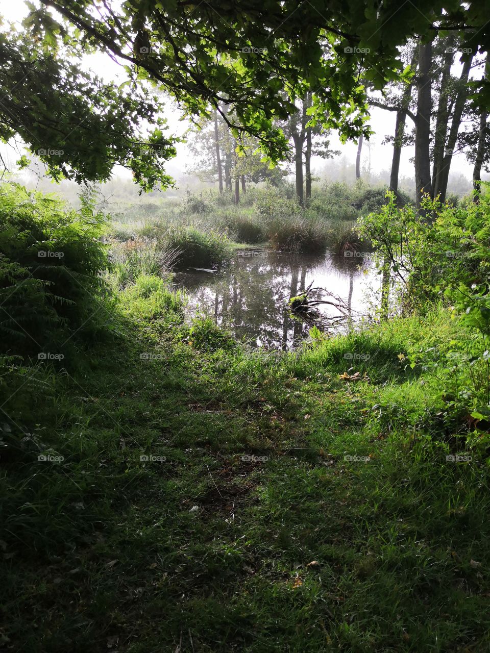 Marshes in the forest 2
