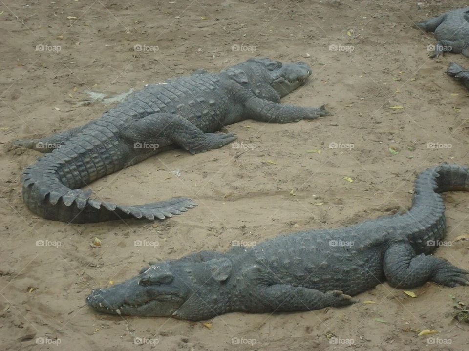 Crocs idling on the sand