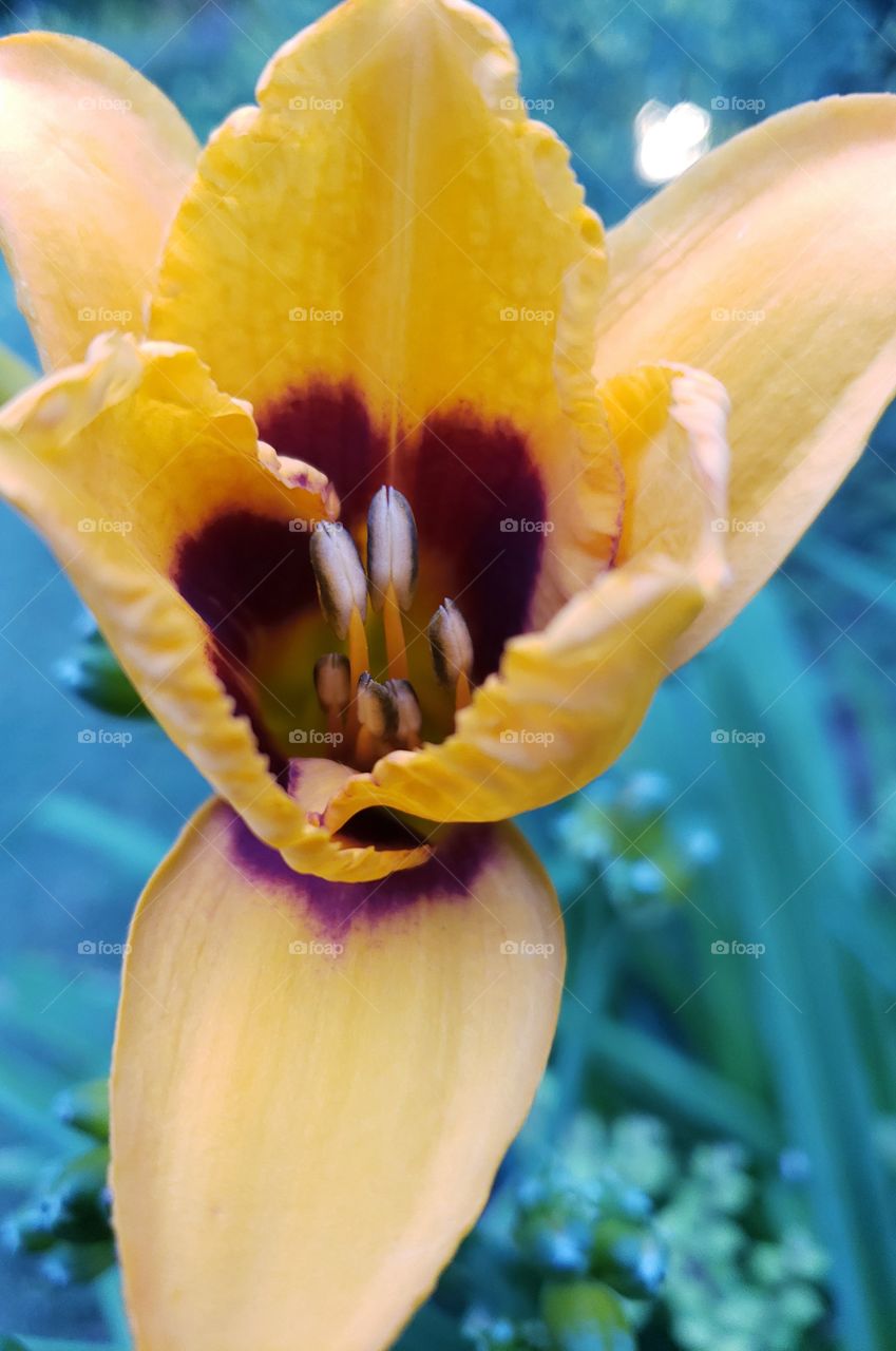 close up of red throated yellow daylily