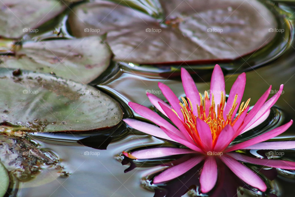 Water Lily