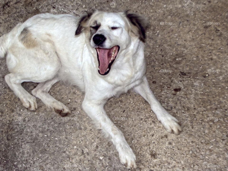 White Dog Yawn