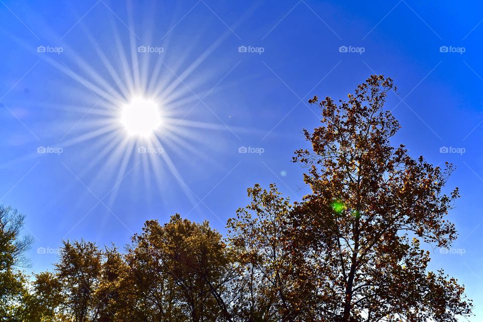 Sunshine in the Forest